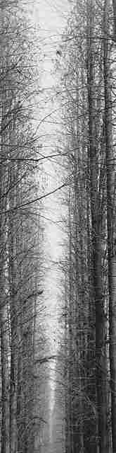 Bg q31