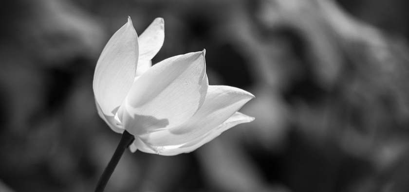Lotus 8320293 1280 (1)