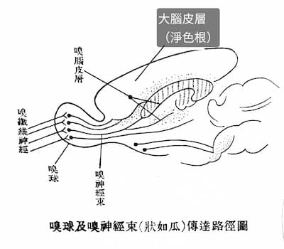 嗅球