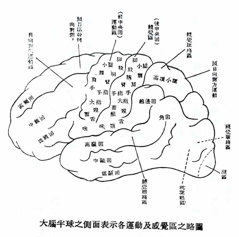 大腦半