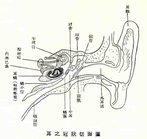 耳冠