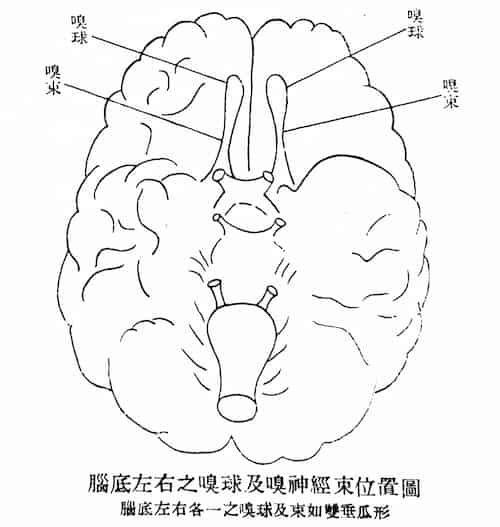 腦底