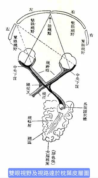 視路