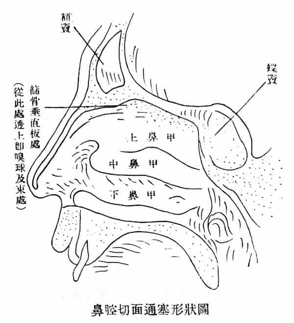 鼻腔